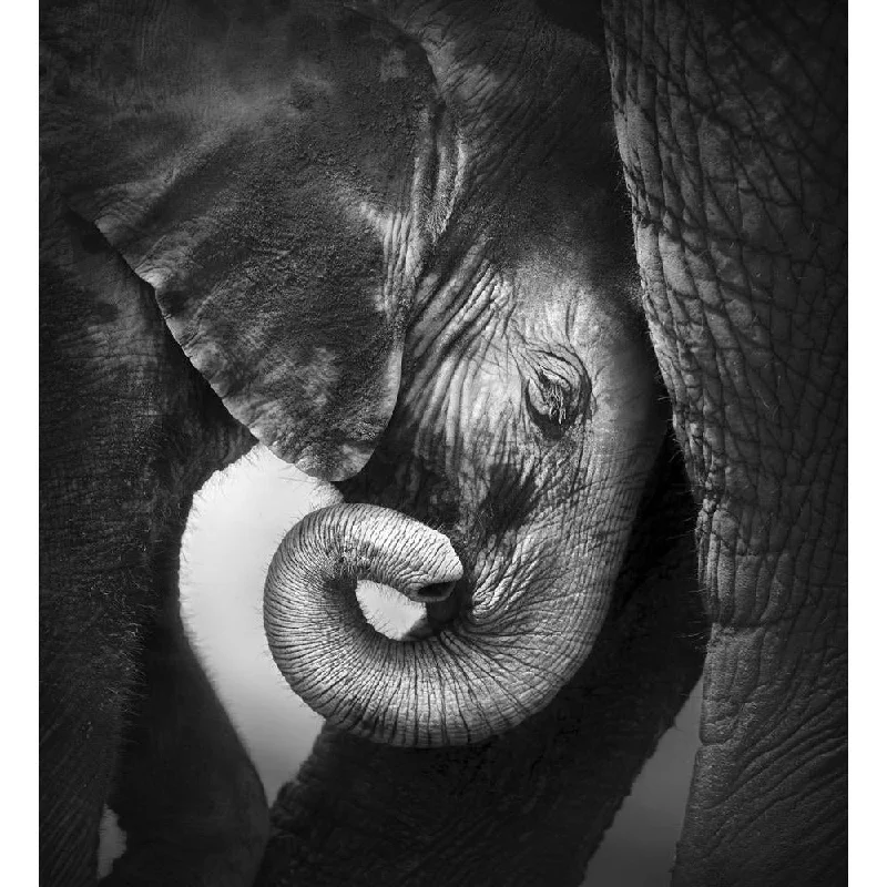 ArtzFolio Baby Elephant Seeking Comfort Against Mother Unframed Premium Canvas Painting