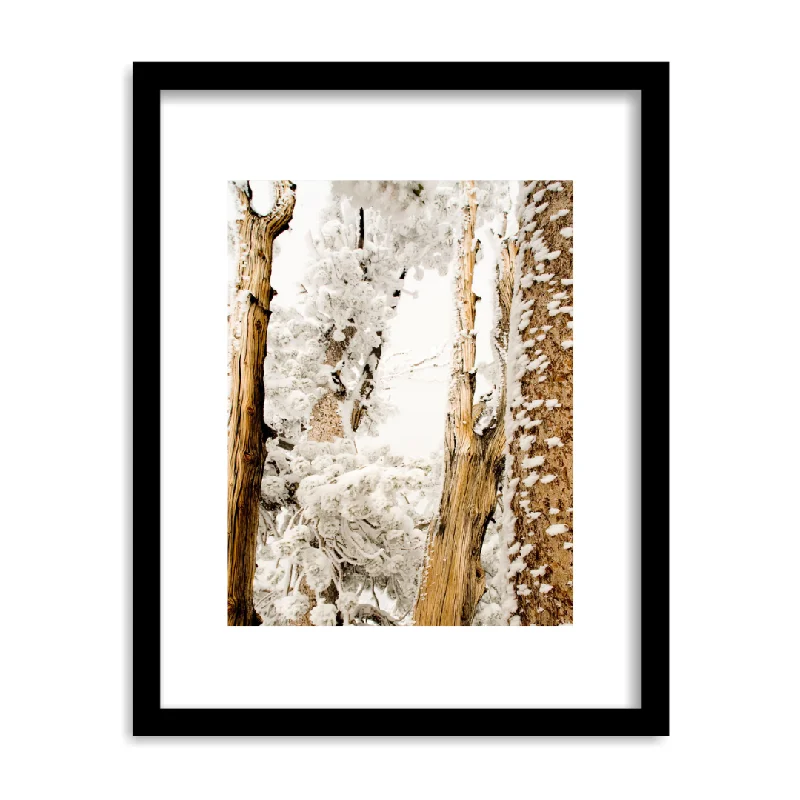 "Winter Trees, Sierras California" Framed Print